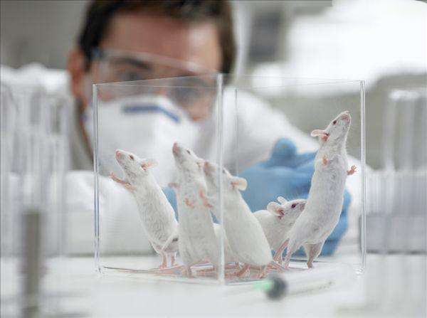 从“实验小鼠”到“抗体新药”，百奥赛图加速寻求盈利拐点